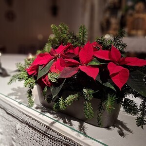 Weihnachtssterne zieren den Altar.