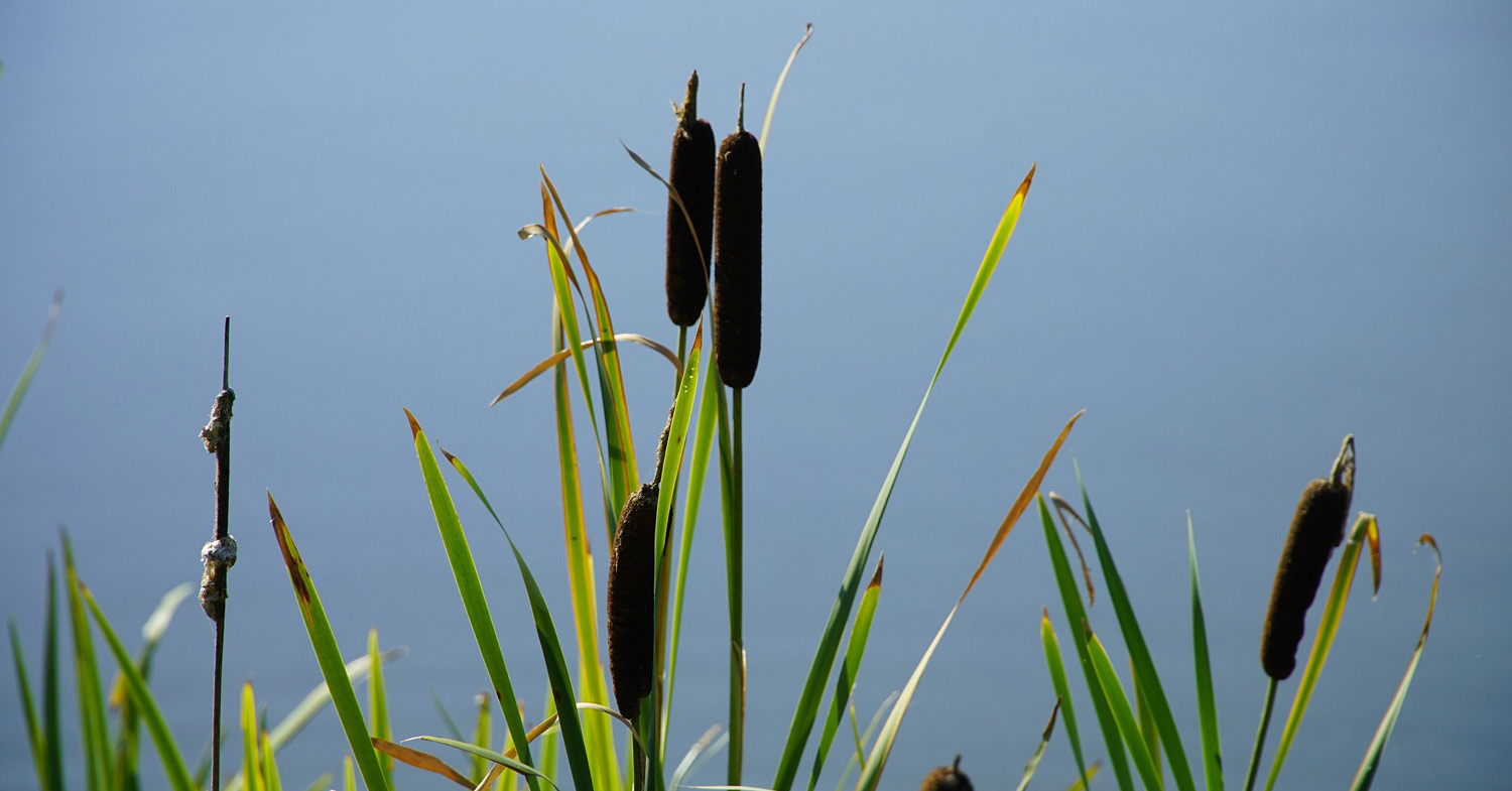 Linzer Bibelkurs: Gottes befreiendes Handeln – eine Erinnerung an die Zukunft? / © jhenning/pixabay.com/Pixabay License Linzer Bibelkurs: Gottes befreiendes Handeln – eine Erinnerung an die Zukunft?