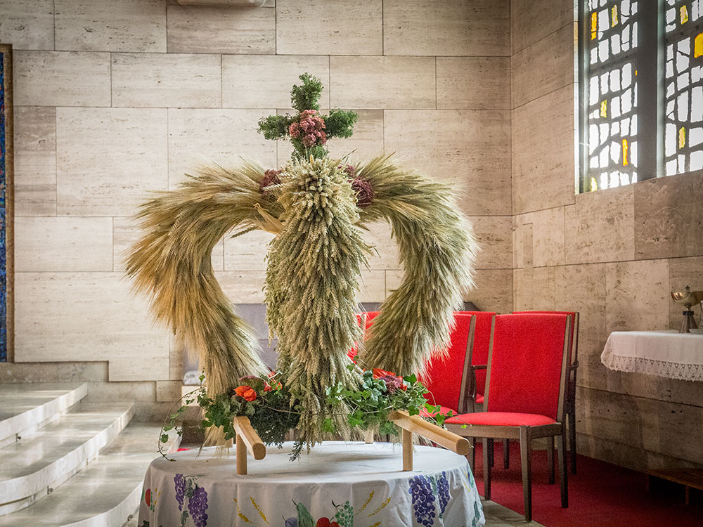 Erntedankaltar aus Getreide und Blumen in einer Kirche mit roten Stühlen