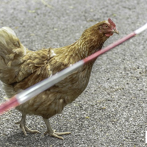 Fehlt dem Bauer d´ Frau zum Küssen, wird er den Apfel küssen müssen.