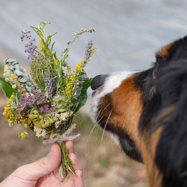 Hund schnuppert an einem gesegneten Kräuterbüschel