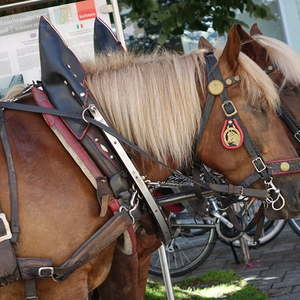 Pferde am Stadtplatz Kufstein