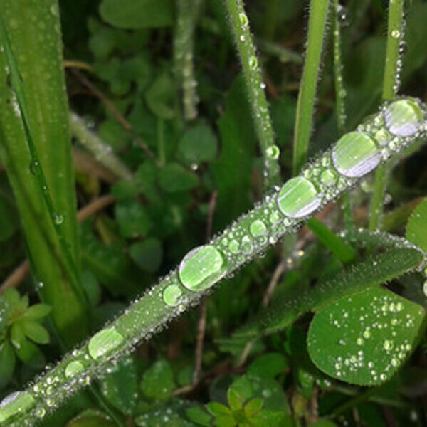 Tautropfen am Gras
