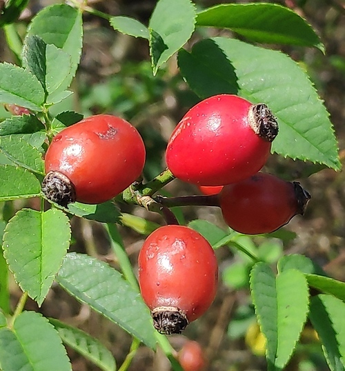 Hagebutten / Rechberger Maria Hagebutten