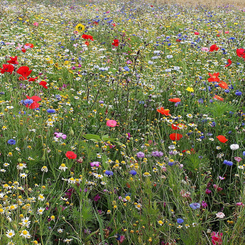 Blumenwiese