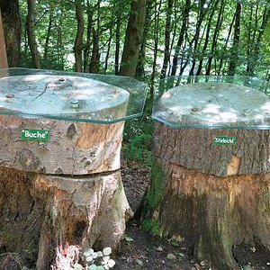 Naturerlebnisweg Pfarrwald Vöcklabruck