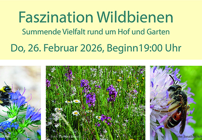 Faszination Wildbienen