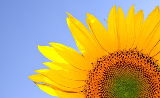 In der Seele neues Leben wecken