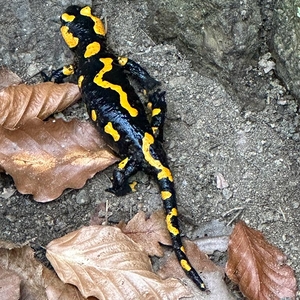 Start Fastenbegleiter-Lehrgang 2023 Bad Mühllacken