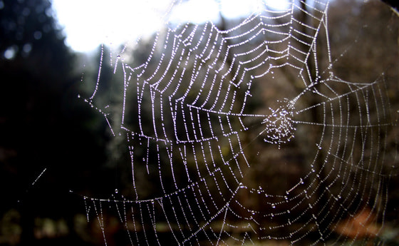 Netz des Lebens. © pietervleu/morguefile.com