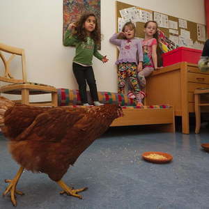 Hühner im Kindergarten