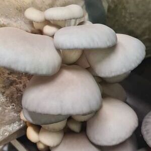 Pilzmanufaktur am Mosberger-Hof