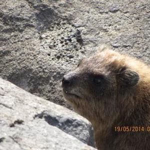 Guggug, ich bins - Ferdinand der Klippdachs