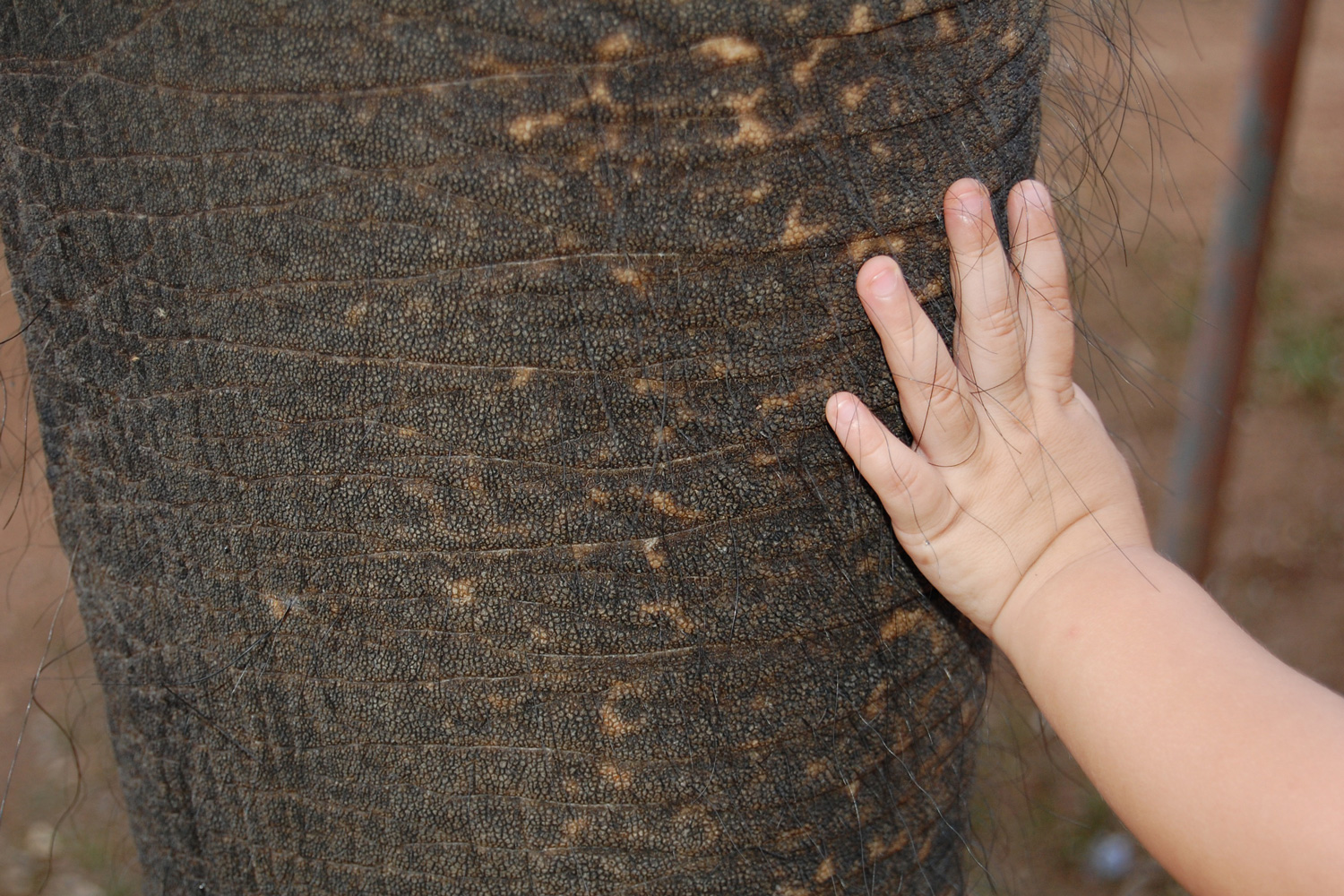 Hand streichelt einen Elefanten