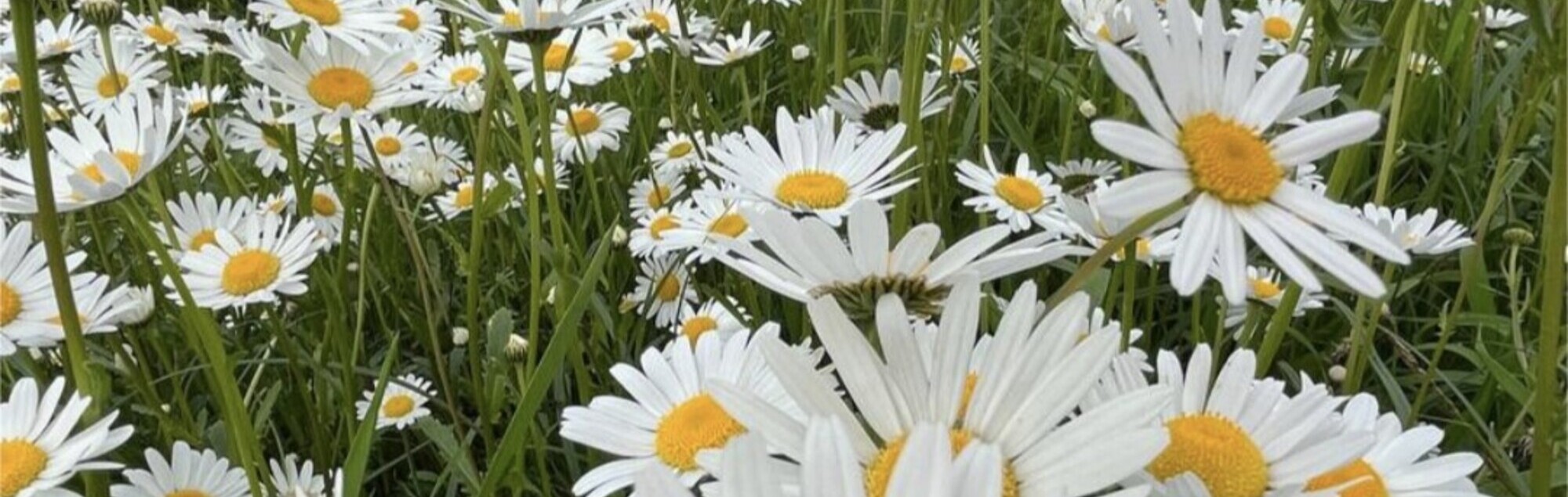 Blumen