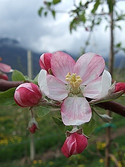 Apfelblüte