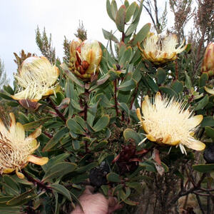 Kilimanjaro-Besteigung von Pfarrer Wimmer