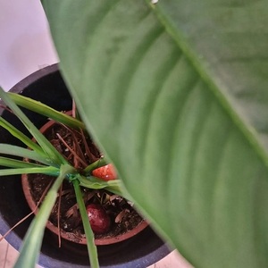 Die Ostereier waren gut versteckt