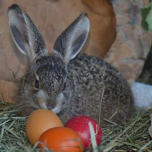 Osterhase mit Ostereiern