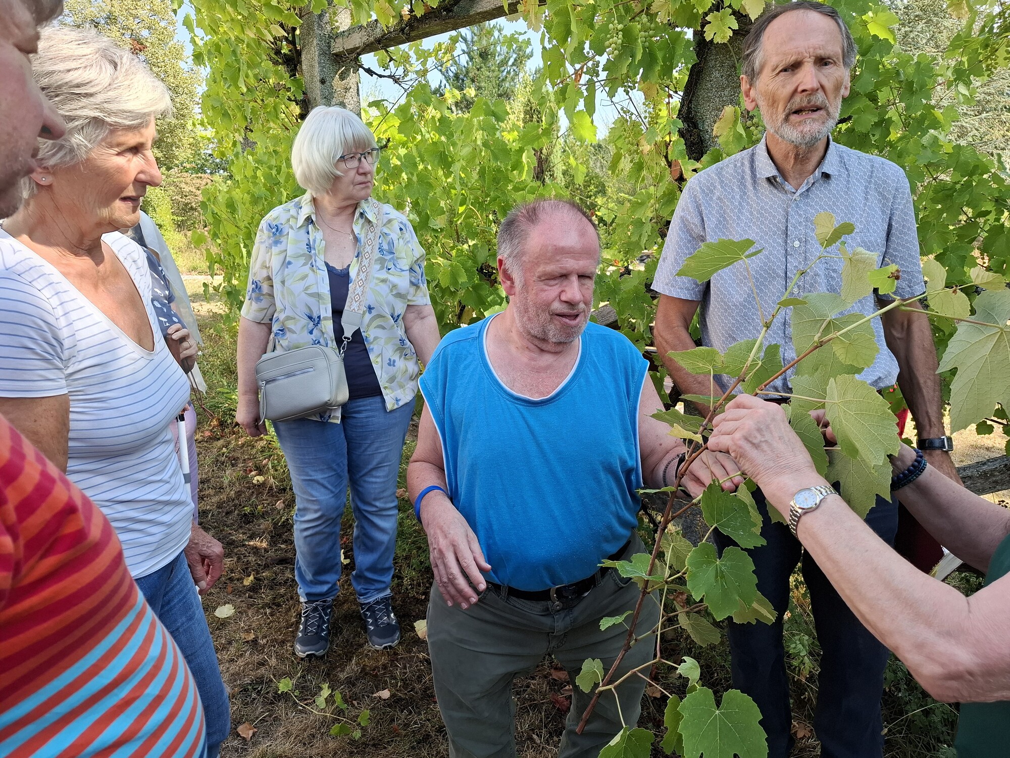 Weinstock und Rebe / Blindenseelsorge
