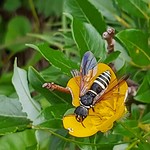 Wespe auf einer Blume