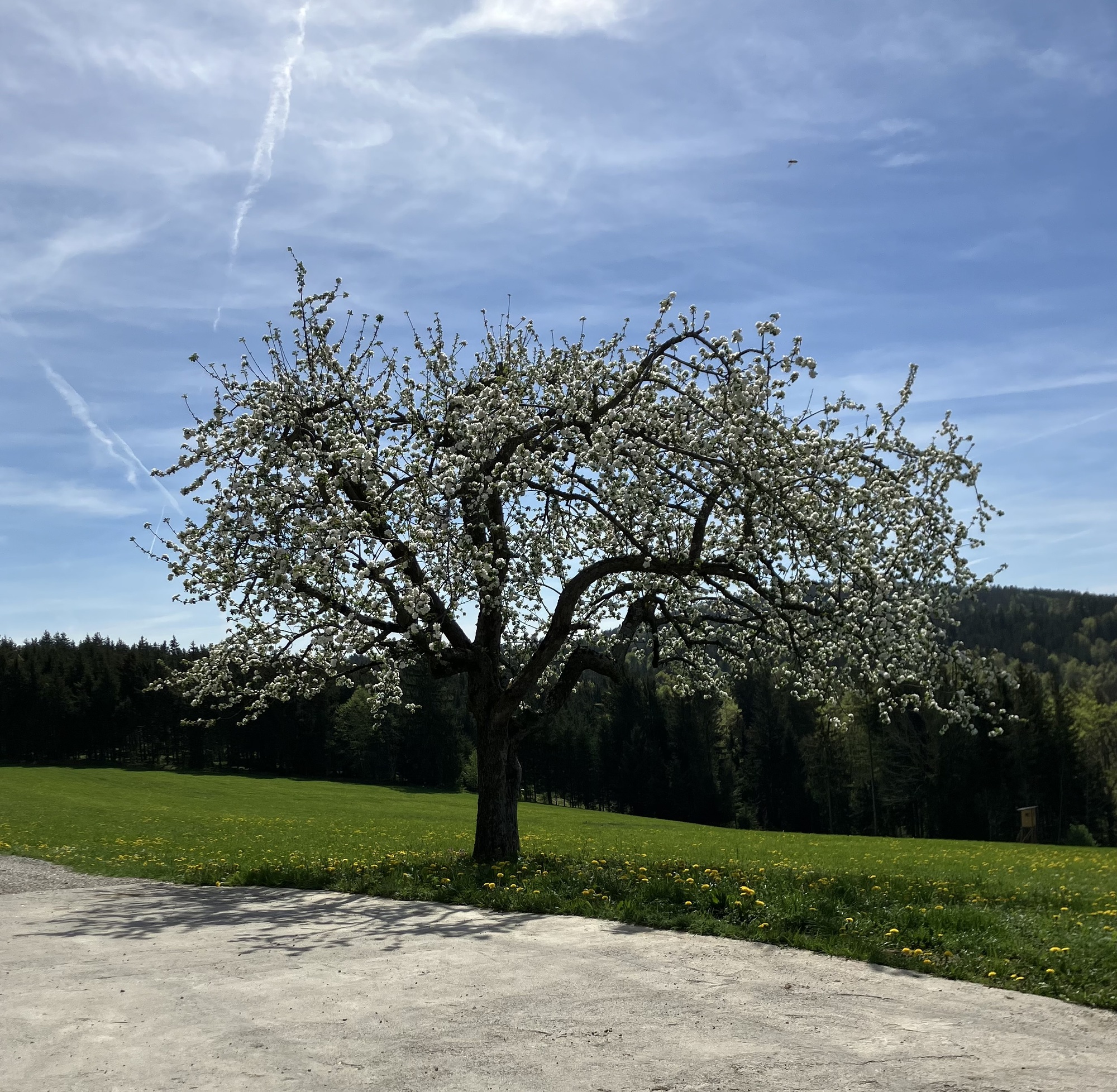 Baum / Treffpunkt mensch & arbeit Braunau Baum