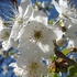 Blühender Zweig mit weißen Blüten. 