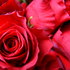 Rote Rosen. © chamomile/morguefile.com