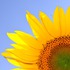 Sonnenblume